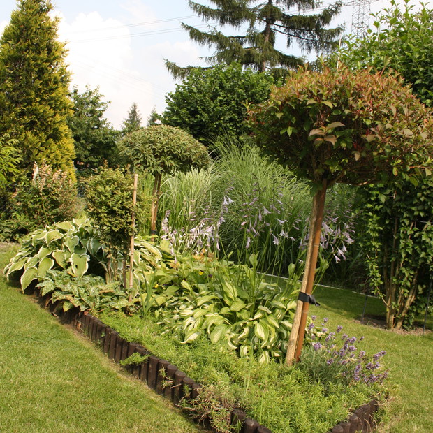 różnorakie rośliny