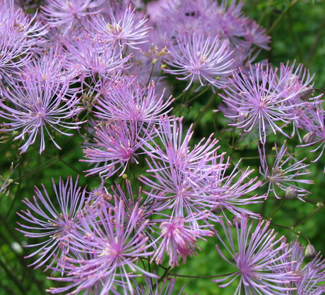 Rutewka orlikolistna