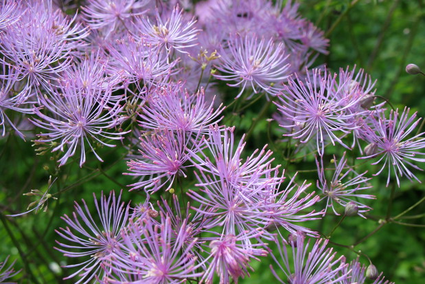 Rutewka orlikolistna