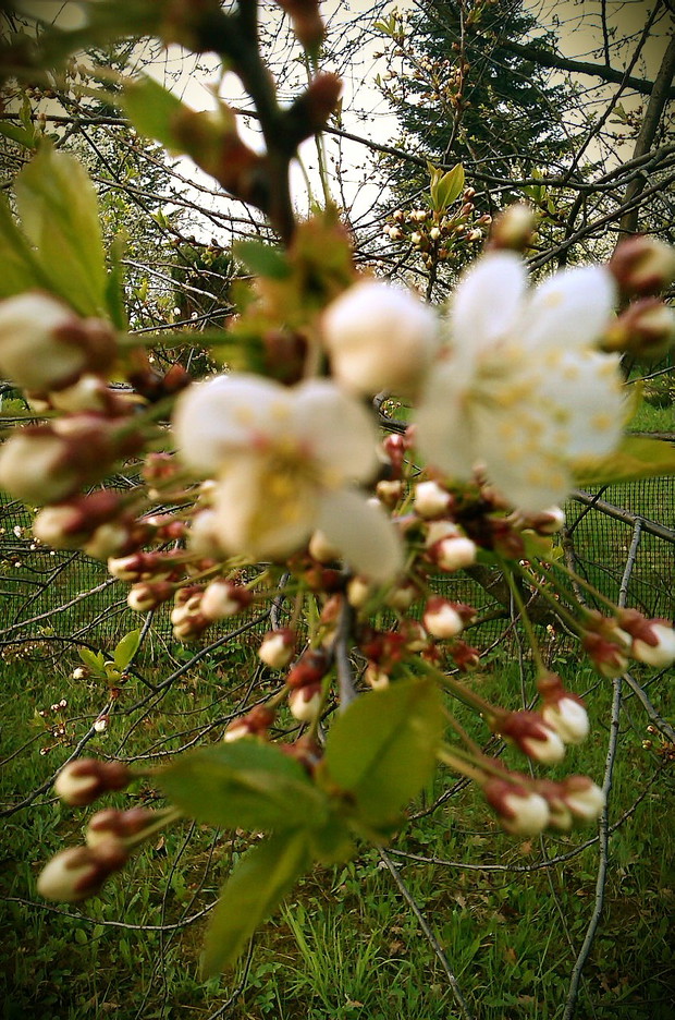 rzut oka na wiśnię 