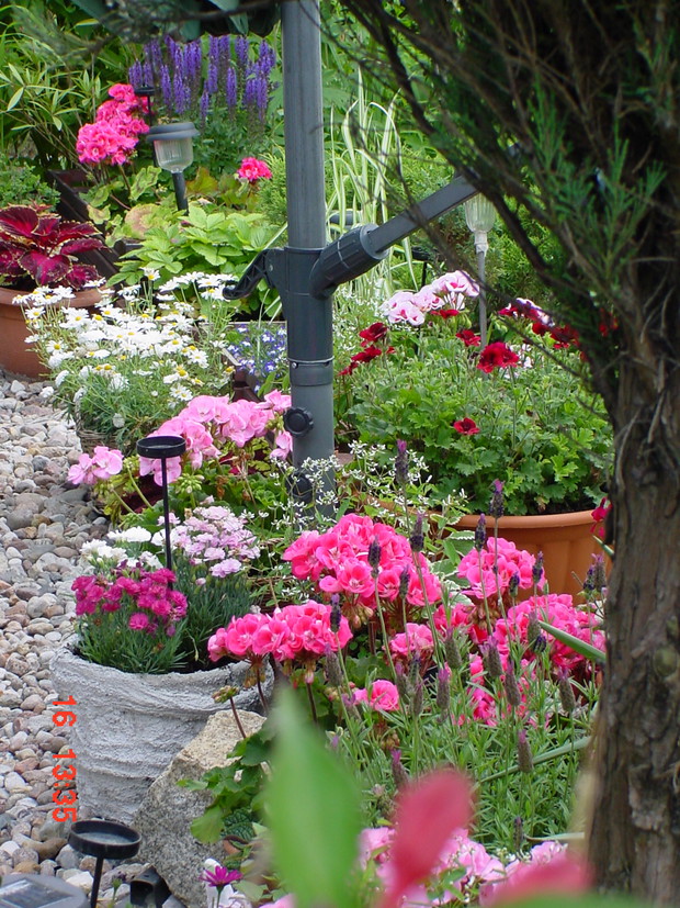 rzut oka przez krzaki na donice na tarasie