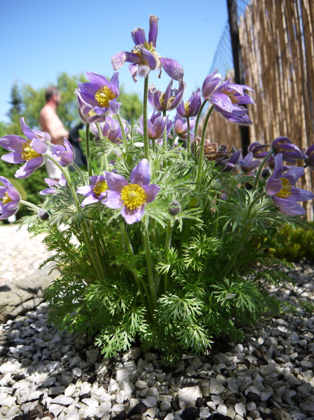 Sasanka górska w ogrodzie japońskim.