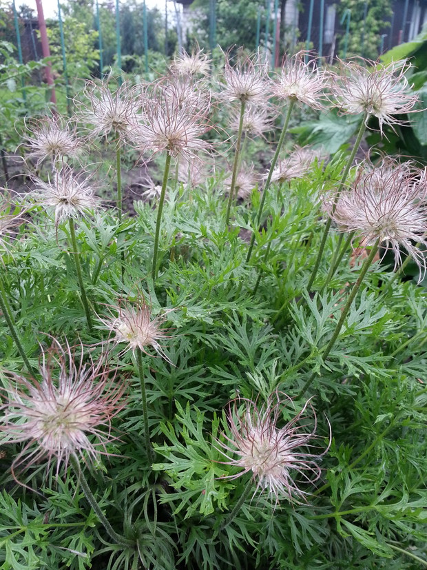 Sasanka z owocostanami