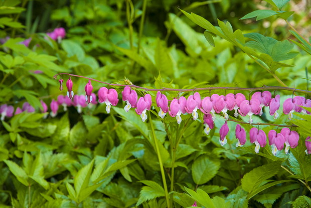 Serduszka okazałe uprawia się w miejscach zacienionych, gdzie gleba jest wilgotna