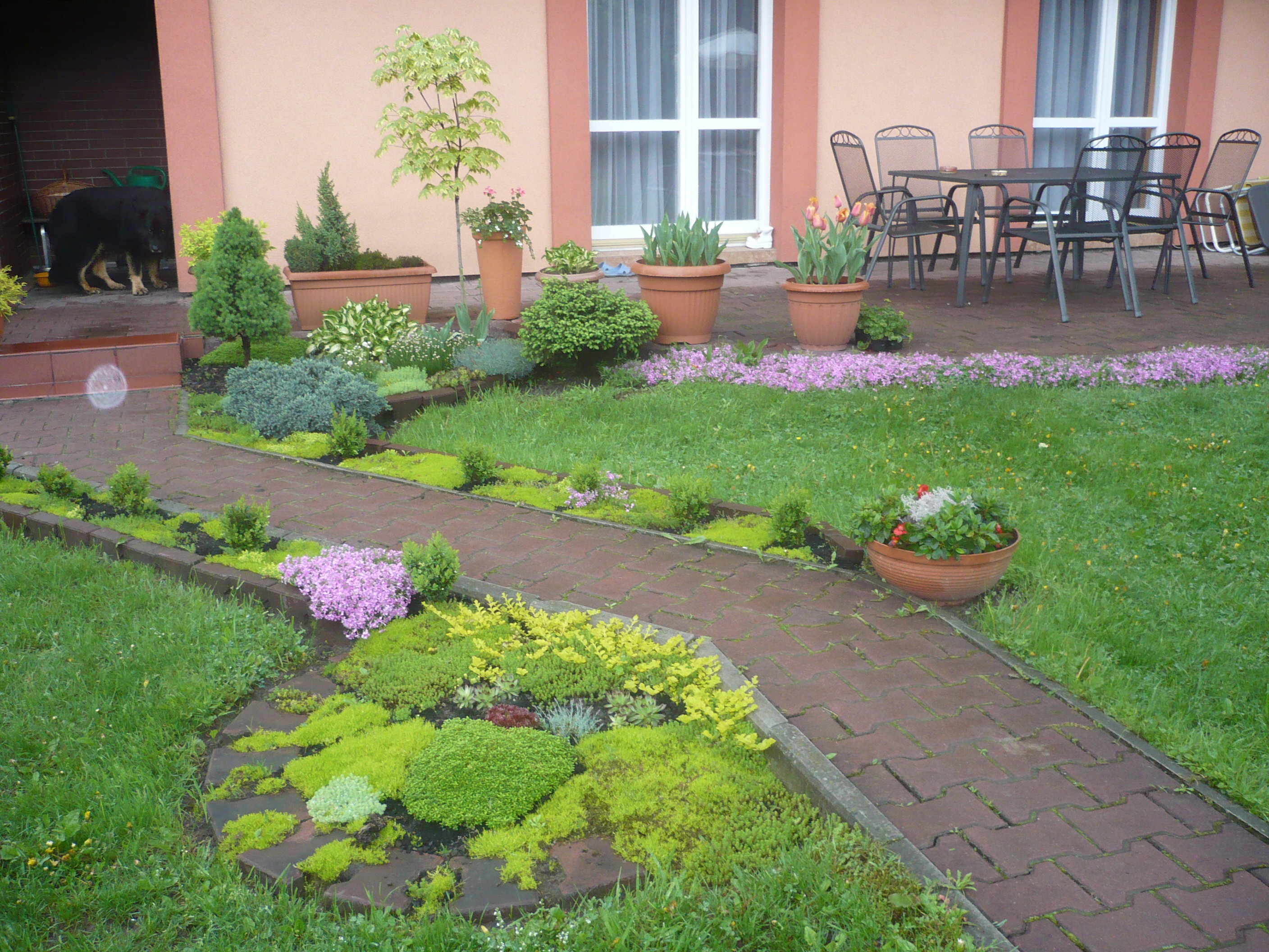 Skalniaczek miniaturka.