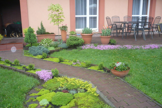 Skalniaczek miniaturka.