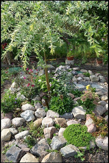 Skalniak, który jest największą ozdobą mojego ogrodu, od niego zaczeła się moja przygoda z ogrodnictwem 