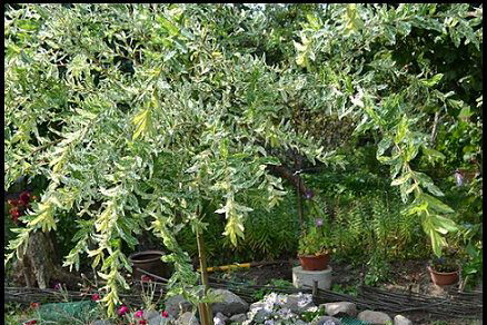 Skalniak, który jest największą ozdobą mojego ogrodu, od niego zaczeła się moja przygoda z ogrodnictwem