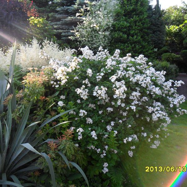 skapane roślinki sloncem