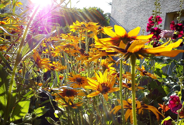 Skąpane w słońcu ...