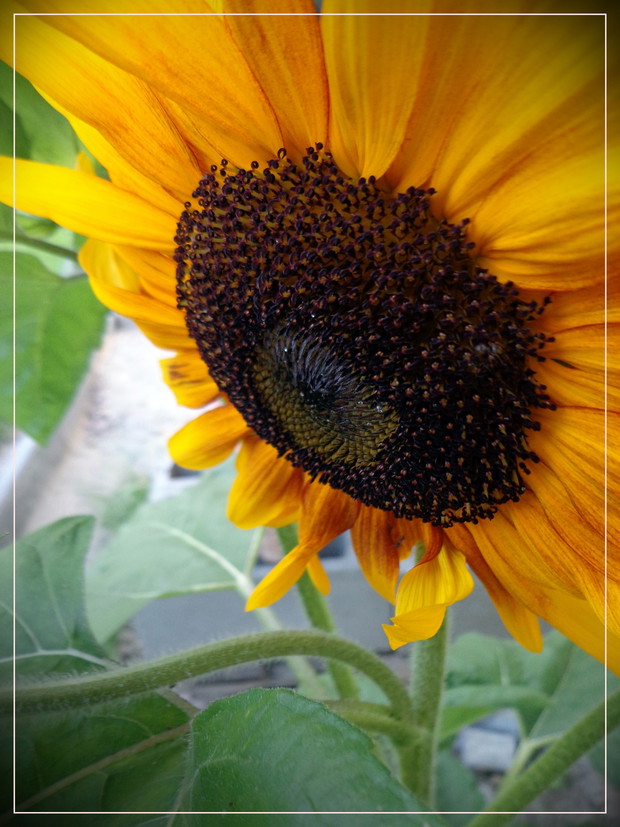 Słońce w ogrodzie o każdej porze 