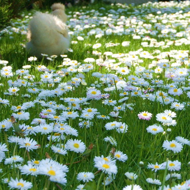 Spacer ... w stokrotkach ;)