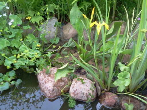 Strefa bagienna w zatoczce w maju.