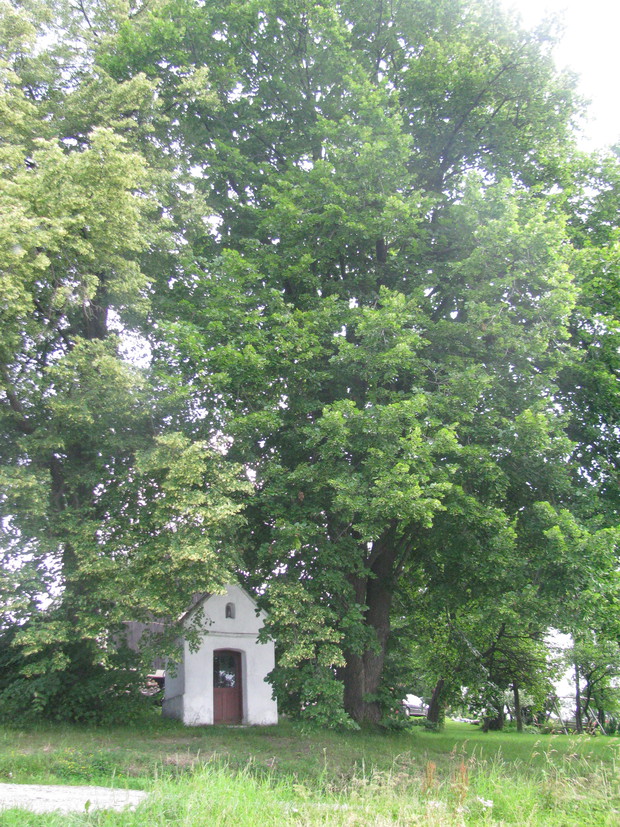 Stuletnie lipy również znajdują się na ogrodzie.