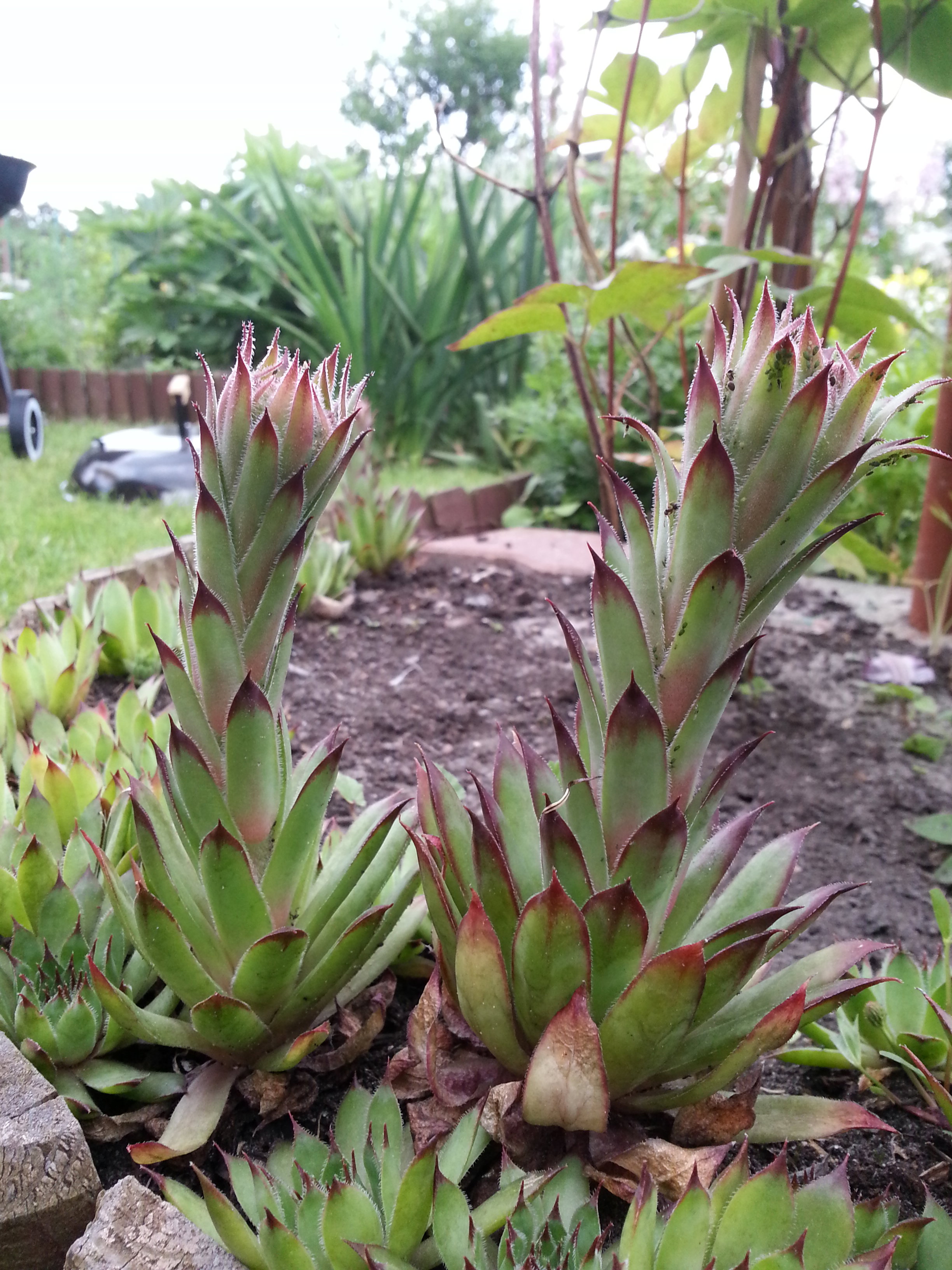 Sukulenty w moim ogrodzie, sa w stanie znieśc wszystko;)