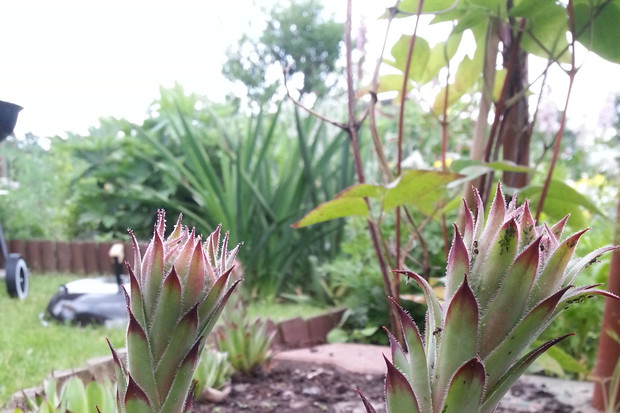 Sukulenty w moim ogrodzie, sa w stanie znieśc wszystko;)