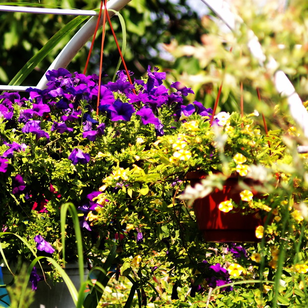 Surfinia i Superbells Lemon Slice
