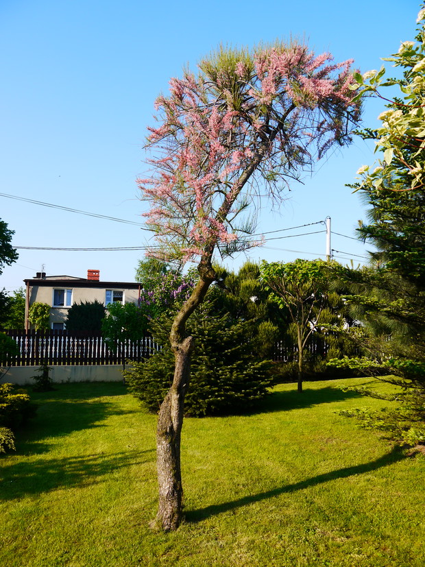 Tamaryszek.Z tyłu troszkę widać wystrzyżone drzewa jak w japońskich ogrodach.