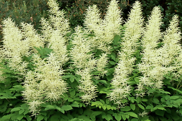 Tawułka Arendsa o kwiatach białych