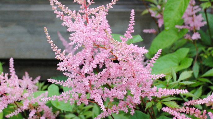 Tawułka Arendsa odmiany Bressingham Beauty ma różowe kwiaty, kwitnie od czerwca do sierpnia