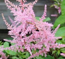 Tawułka Arendsa odmiany Bressingham Beauty ma różowe kwiaty, kwitnie od czerwca do sierpnia