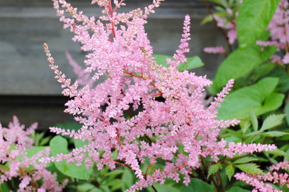 Tawułka Arendsa odmiany Bressingham Beauty ma różowe kwiaty, kwitnie od czerwca do sierpnia