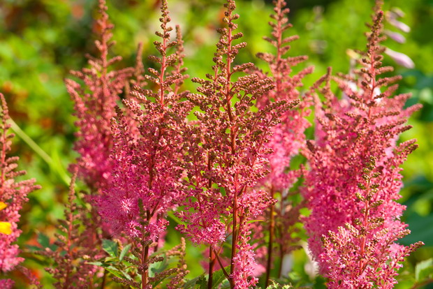 Tawułka z gatunku Astilbe crispa o ciemnoróżowych kwiatostanach