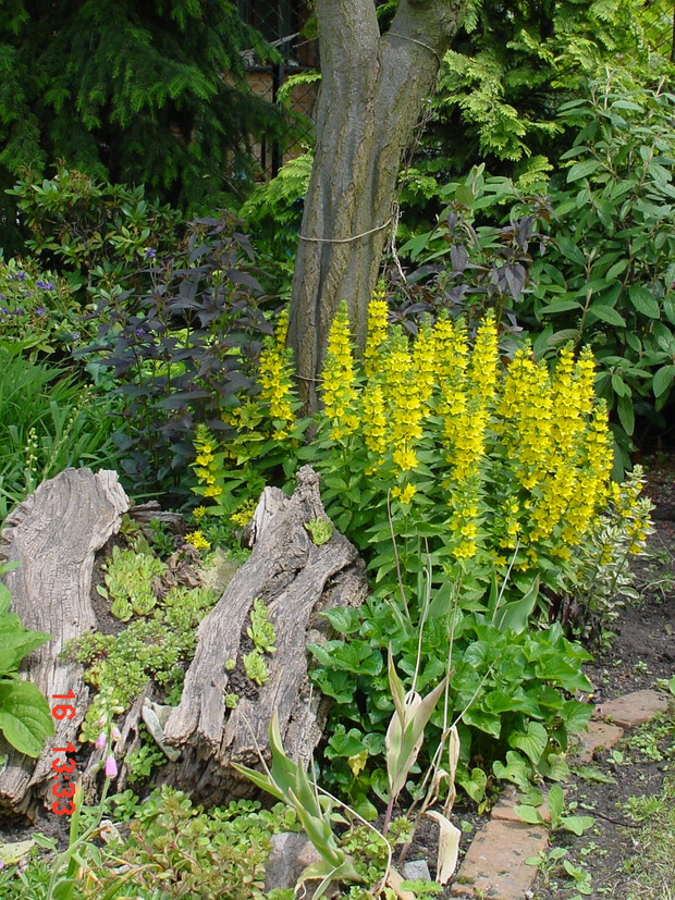 ten kawałek pnia wyprosiłam kiedyś od pewnej Pani, miała go w kurniku. Mi się przydał