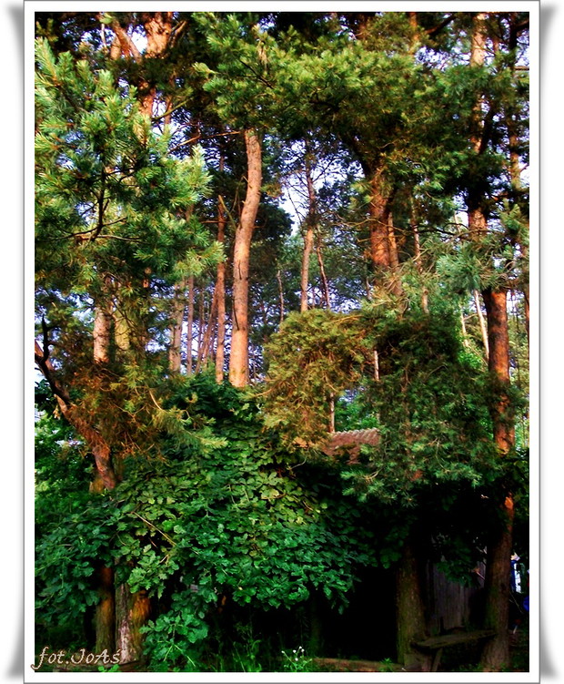 To też mój ogród przydomowy.