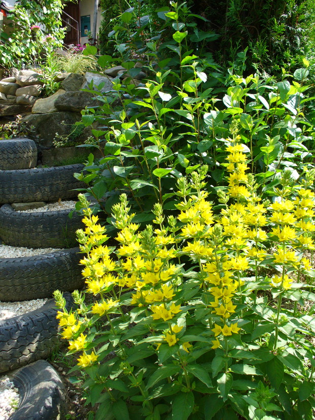 tojeść jak słoneczko