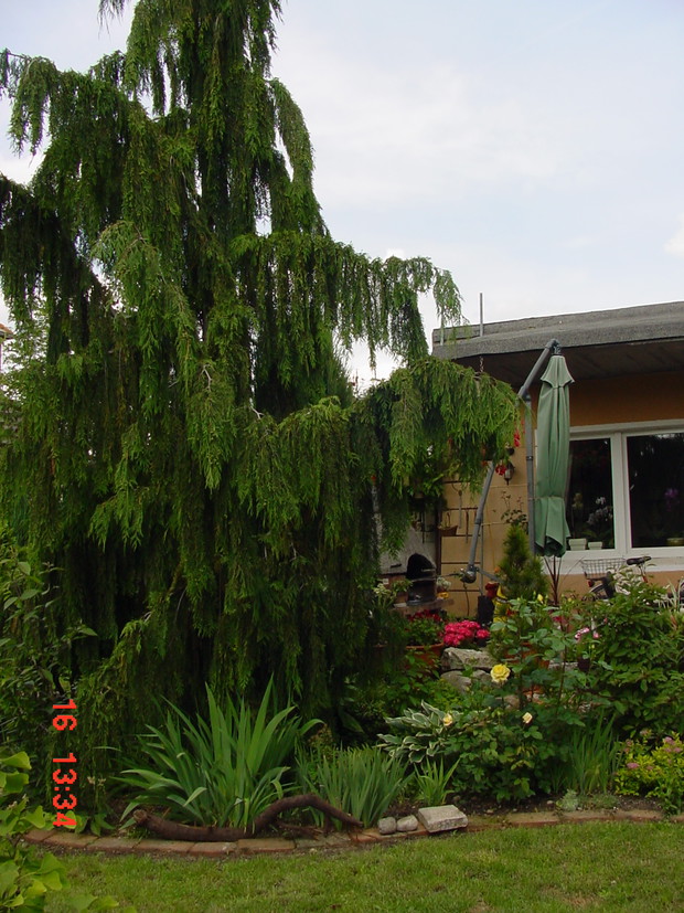 tu też. I moja duma- cyprysik nutkajski, wielki jest, taki trochę upiorny (zwłaszcza wieczorem i nocą)