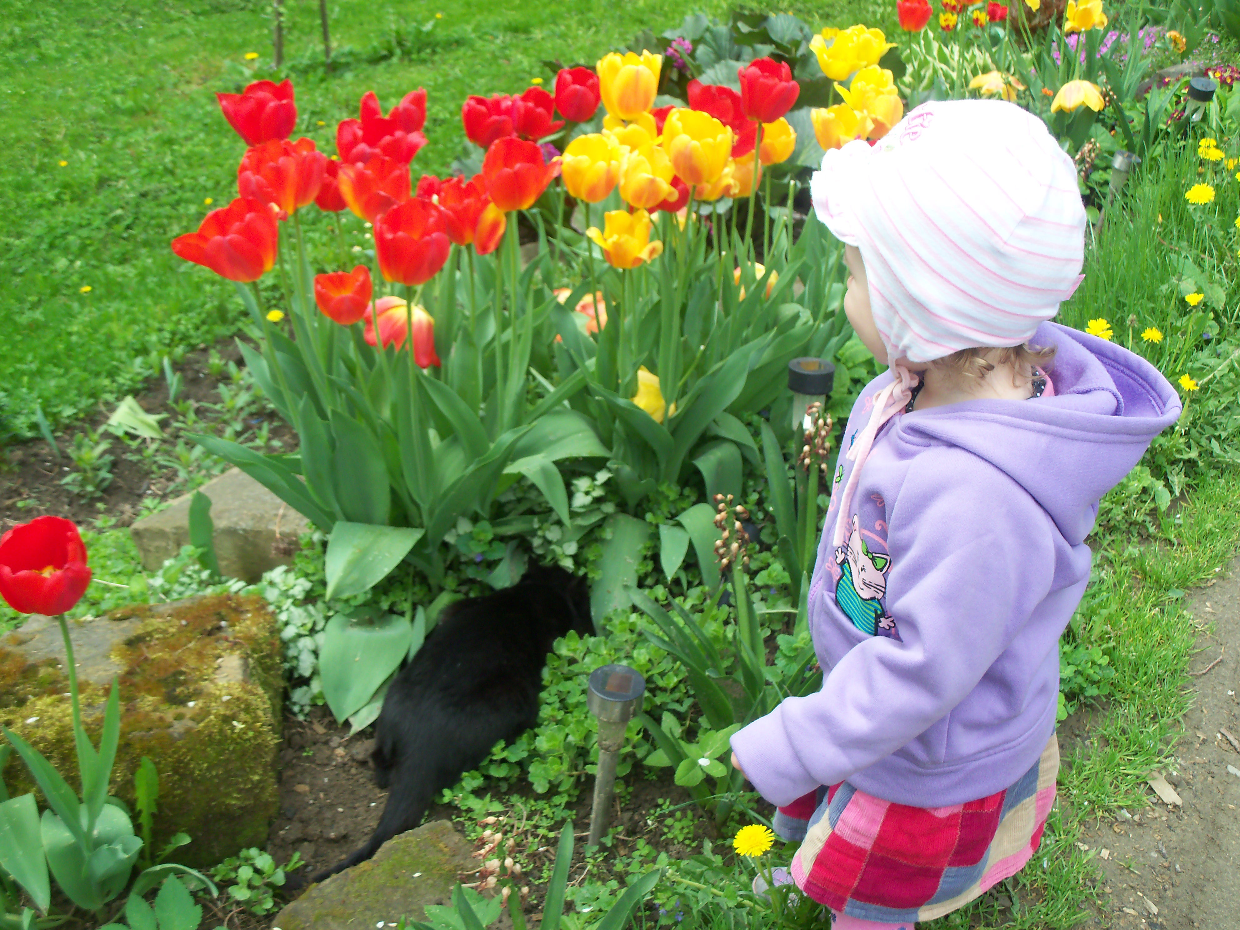 Tulipanowy zawrót głowy.