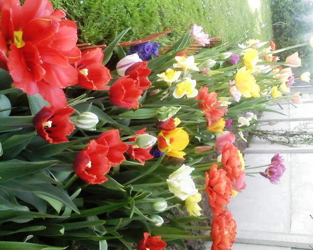 tulipany , czyli przyszła wiosna !