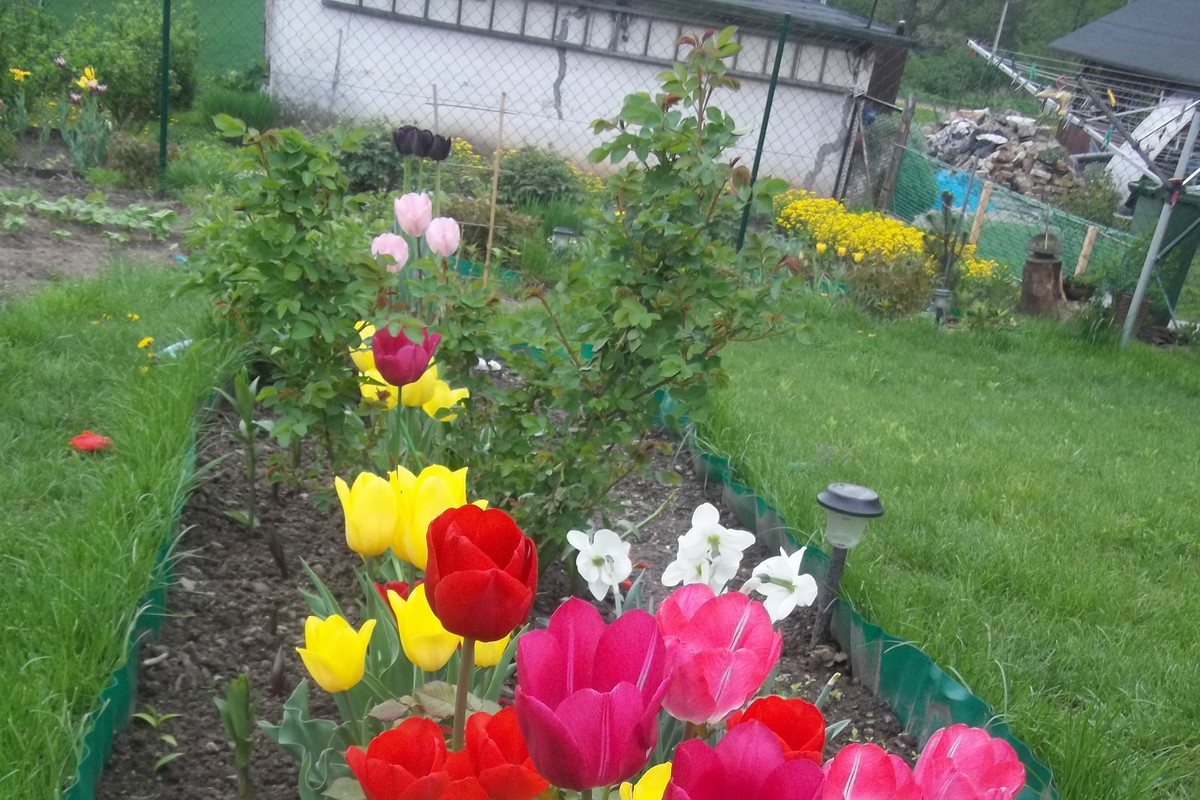 Tulipany, narcyzy, szafirki,jako pierwsze wprowadzają wiosnę do mojego ogródka, cieszą swą barwą i zapachem, zarówno mnie jak i moje dzieci...