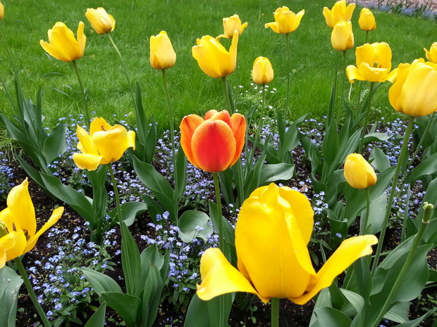 Tulipany w kompozycji