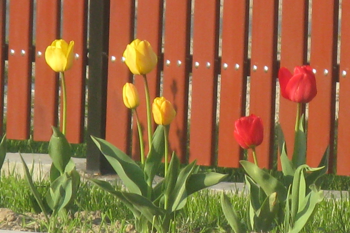 Tulipany w różnych kolorach wyglądają przepięknie