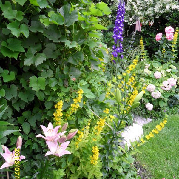 tutaj moje nowości - ladnie kwitna