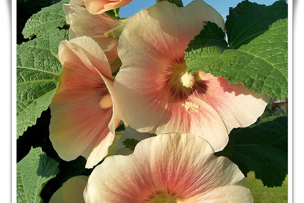 Uwielbiam.