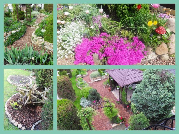 W każdej częśći ogrodu zastosowałam różne formy ozdoby. Oprócz skalniaków, ścieżek jest miejsce na stary korzeń, który porasta bluszczem i altana w, której spędzamy mnósrtwo wolnego czasu przy grilowaniu i spotkaniach z rodziną.