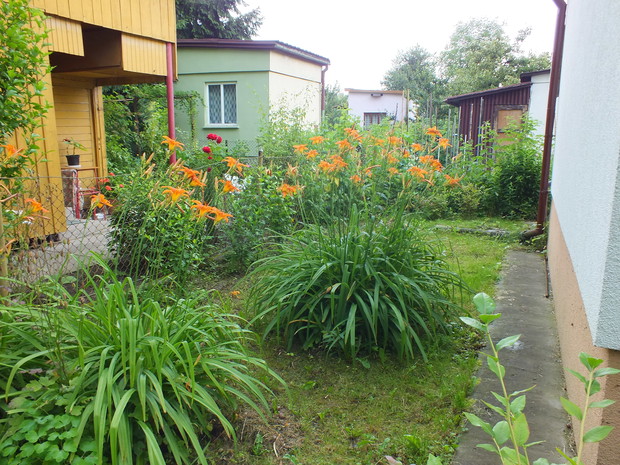 W lipcu liliowce cieszą nas swoim urokiem.