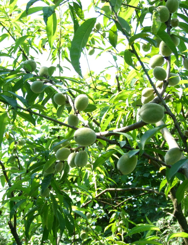 W sadzie dojrzewają brzoskwinie, aż ślinka cieknie.