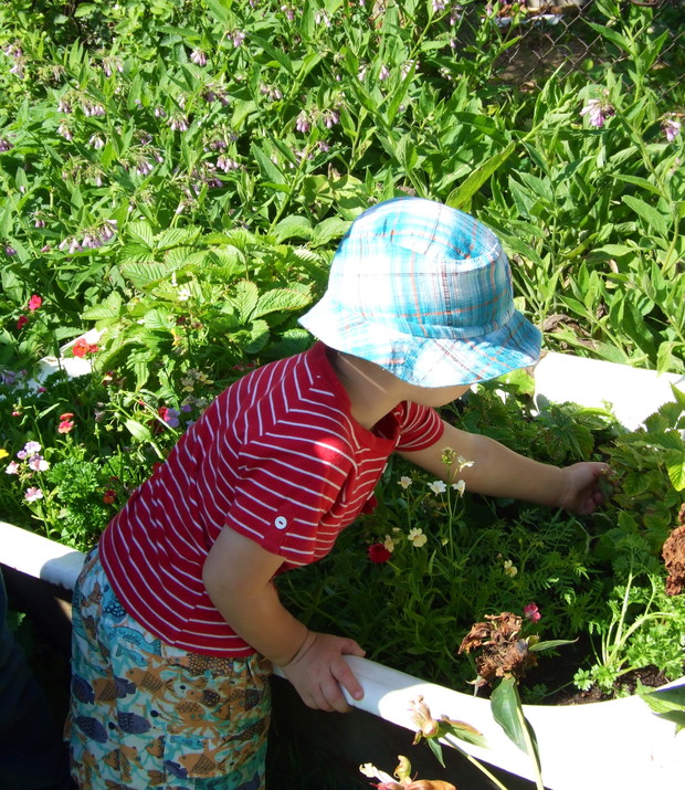 W starej wannie zasadziłem poziomki i kwiatki, to nie lada gratka dla mojego synka.
