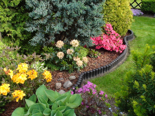 W zacienionej części ogrodu dobrze czują się różaneczniki i azalie.