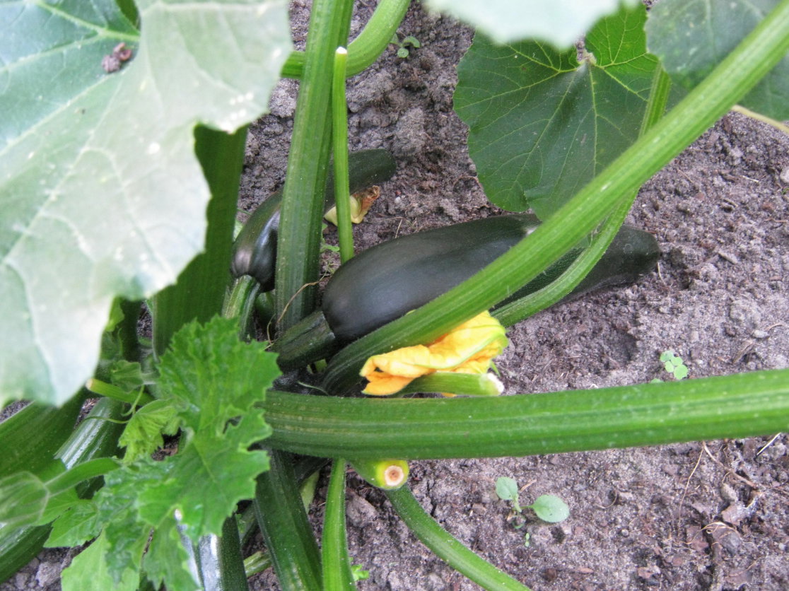 Warzywa dyniowate są duże, więc ładnie zakrywają nieestetyczny kopczyk