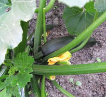 Warzywa dyniowate są duże, więc ładnie zakrywają nieestetyczny kopczyk