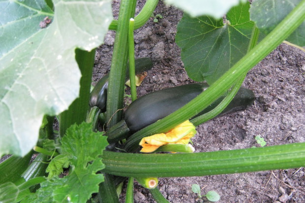 Warzywa dyniowate są duże, więc ładnie zakrywają nieestetyczny kopczyk