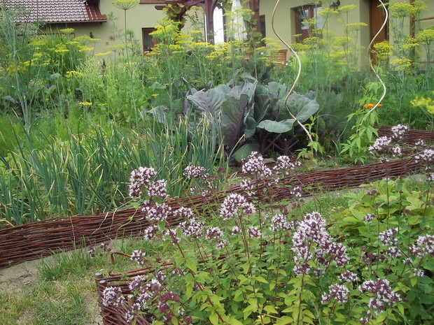 Warzywnik z wiklinowymi płotkami.