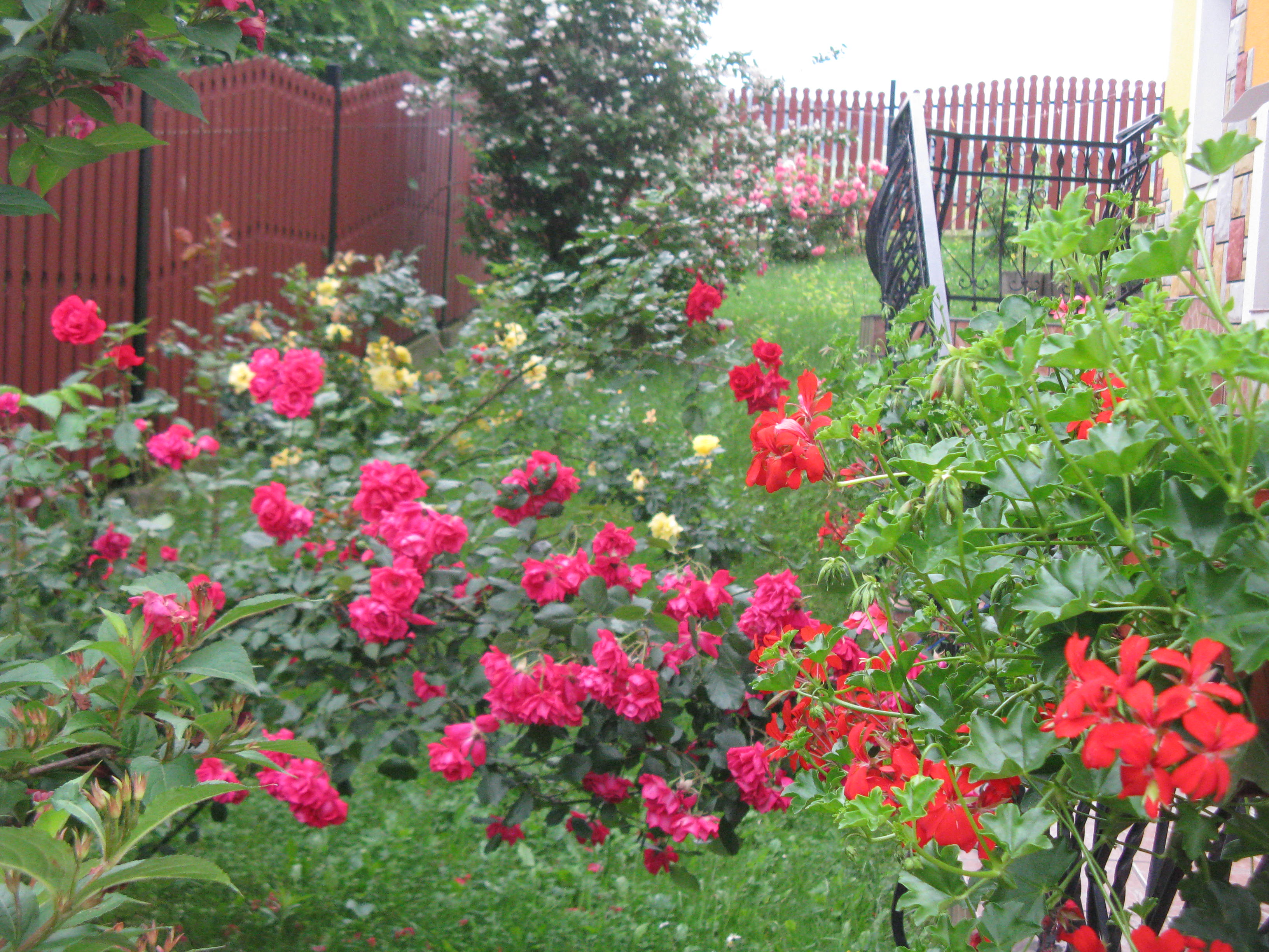 Wejscie do domu przyozdobione rozami i pelargoniami 