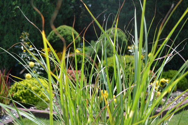 Widok na rabatę przy małej fontannie przez trawę Miskant. :)