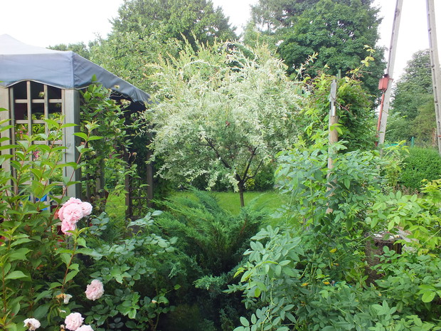 Wierzba chińska z roku na rok coraz bardziej gęsta.